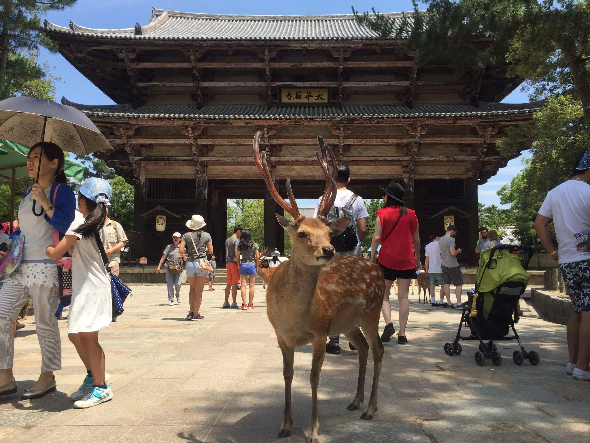 Japanimals 3 -The Deer of Nara Park